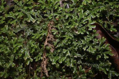 Selaginella australiensis, photographed by garywwilson