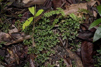 Selaginella australiensis, photographed by garywwilson