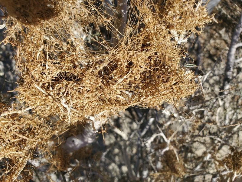 Cuscuta psorothamnensis, photographed by Bob Miller