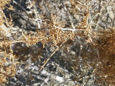 Cuscuta psorothamnensis, photographed by Bob Miller