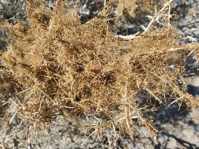 Cuscuta psorothamnensis, photographed by Bob Miller