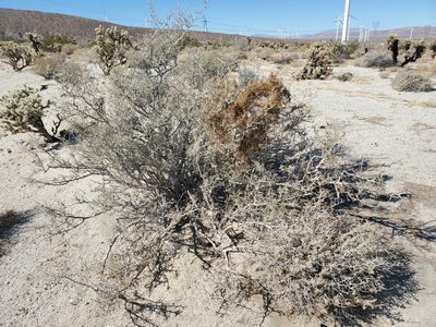 Cuscuta psorothamnensis, photographed by Bob Miller