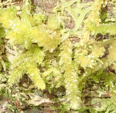 Weymouthia cochlearifolia, photographed by John Steel