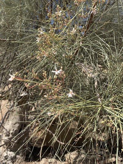 Moringa peregrina, photographed by Arabella Willing