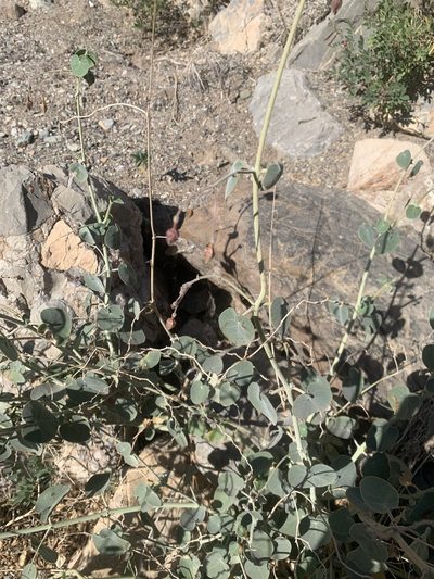 Pergularia tomentosa, photographed by Arabella Willing