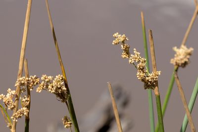 Juncus procerus, photographed by Andrew Allen