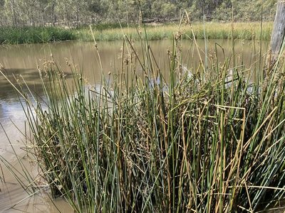 Juncus procerus