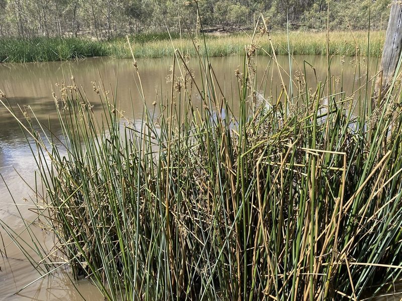 Juncus procerus, photographed by Andrew Allen