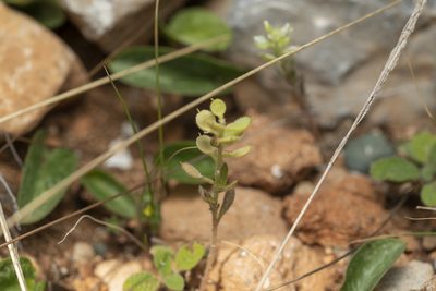 Alyssum strigosum, photographed by Eleftherios Katsillis
