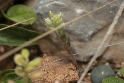 Alyssum strigosum, photographed by Eleftherios Katsillis