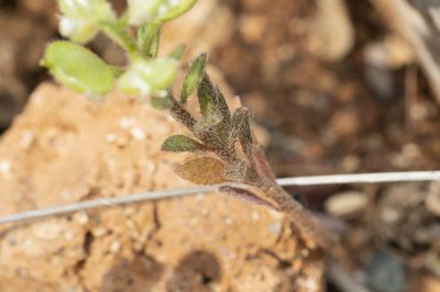 Alyssum strigosum, photographed by Eleftherios Katsillis