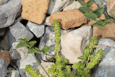 Valantia muralis, photographed by Eleftherios Katsillis