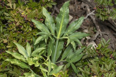 Dracunculus vulgaris, photographed by Eleftherios Katsillis