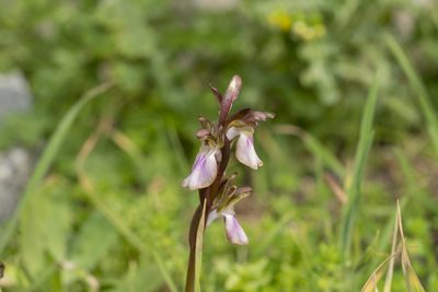 Anacamptis collina, photographed by Eleftherios Katsillis