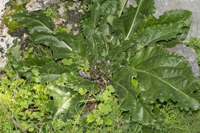 Mandragora officinarum, photographed by Eleftherios Katsillis