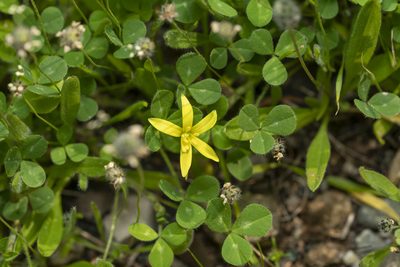 Gagea peduncularis, photographed by Eleftherios Katsillis
