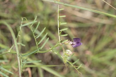 Vicia peregrina, photographed by Eleftherios Katsillis