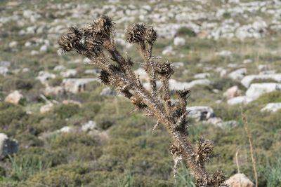 Onopordum bracteatum, photographed by Eleftherios Katsillis