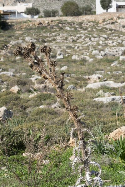 Onopordum bracteatum, photographed by Eleftherios Katsillis