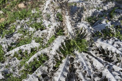 Onopordum bracteatum, photographed by Eleftherios Katsillis
