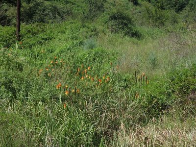 Kniphofia tysonii, photographed by Peter Warren