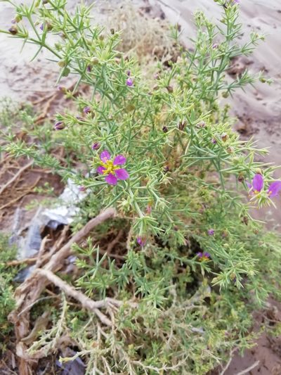 Zygophyllum arabicum, photographed by ajott