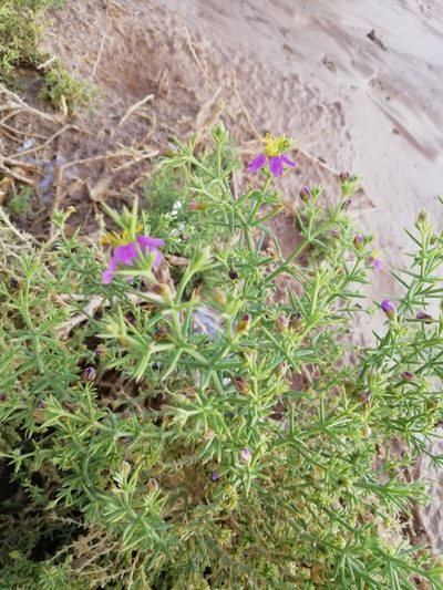 Zygophyllum arabicum, photographed by ajott