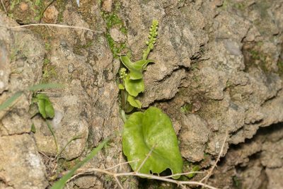 Umbilicus horizontalis, photographed by Eleftherios Katsillis