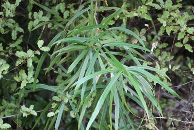 Nestegis cunninghamii, photographed by Joe Dillon