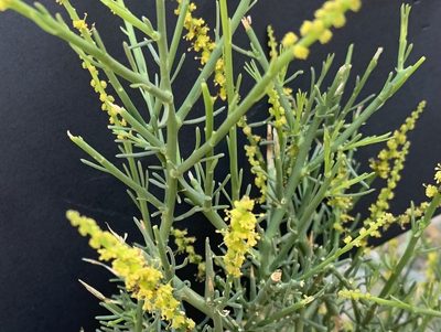 Ochradenus arabicus, photographed by Arabella Willing