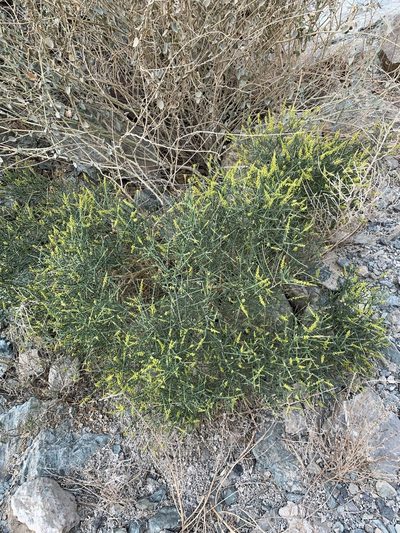 Ochradenus arabicus, photographed by Arabella Willing
