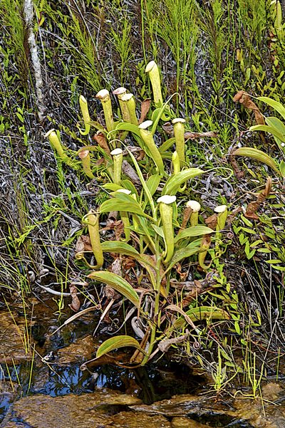 Nepenthes tenax, photographed by garywwilson