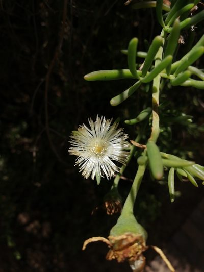 Mesembryanthemum splendens, photographed by Christiaan Viljoen