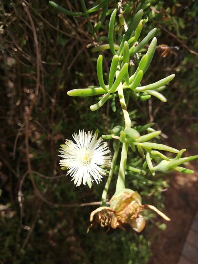 Mesembryanthemum splendens, photographed by Christiaan Viljoen