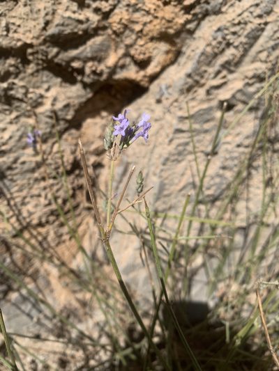 Lavandula subnuda, photographed by Arabella Willing