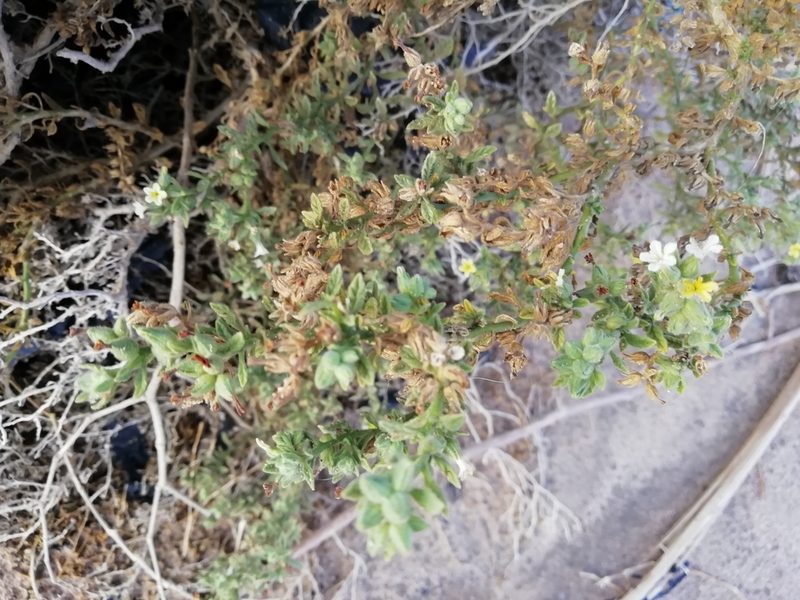 Heliotropium arbainense, photographed by ajott