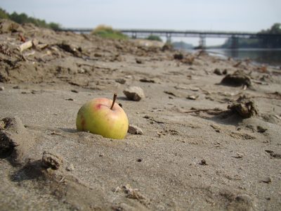 Malus orientalis, photographed by Юрий Данилевский (Yuriy Danilevsky)