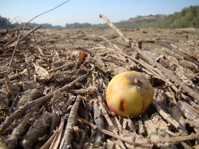 Malus orientalis, photographed by Юрий Данилевский (Yuriy Danilevsky)