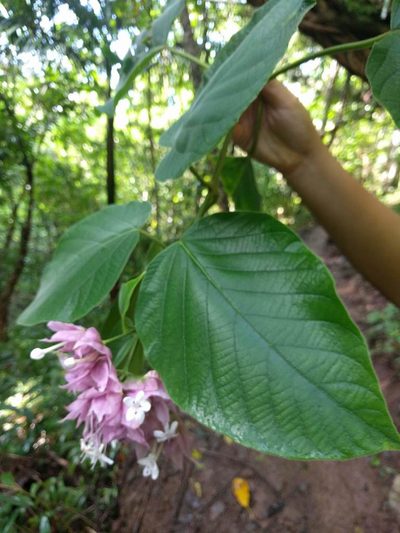 Clerodendrum macrostegium, photographed by Kevin Faccenda