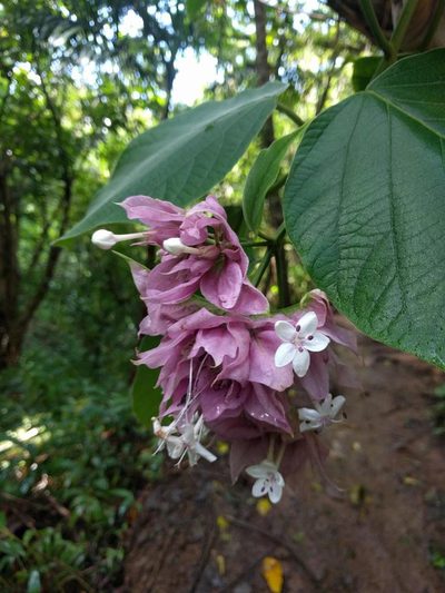 Clerodendrum macrostegium, photographed by Kevin Faccenda