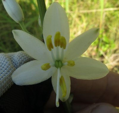 Chlorophytum krookianum, photographed by Peter Warren