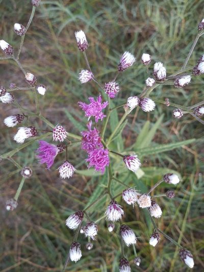 Vernonia incana, photographed by Agustina Collazo