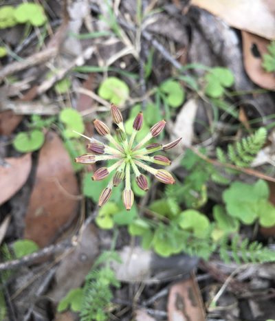Chaerophyllum eriopodum, photographed by yatesy