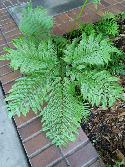 Pteris tripartita, photographed by Steve Fitzgerald