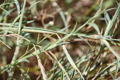 Psoralea alata, photographed by Charles Stirton