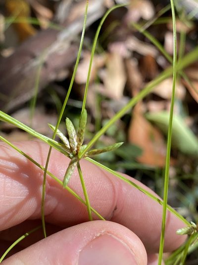 Cyperus gracilis, photographed by Greg Tasney