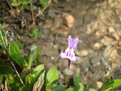 Linaria amethystea, photographed by Daniel Heras González