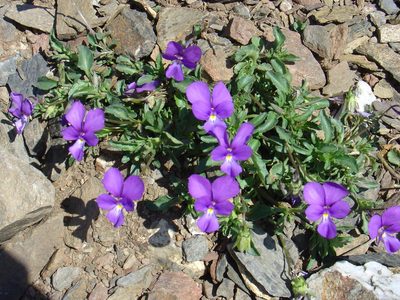 Viola bubanii, photographed by Jean-Paul Boerekamps