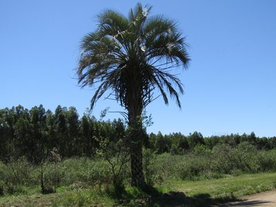 Butia yatay, photographed by Ezequiel Vera