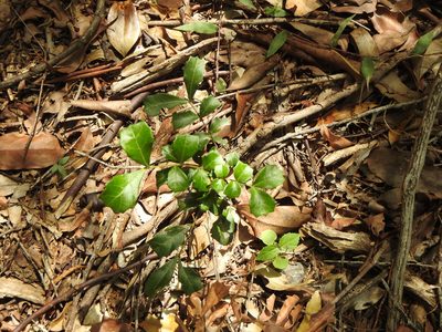 Cupaniopsis shirleyana, photographed by Greg Tasney